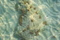 Sea sand corals marine life in shallow water near coast