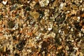 Sea sand Malindi beach, Kenya with golden like particles few ocean shell remains visible. 4x magnification microscope photo, Royalty Free Stock Photo