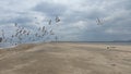 Sea,sand,seagull