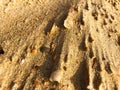 Sea sand and shells after wind, macro Royalty Free Stock Photo