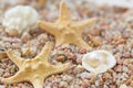 Sea sand with starfish and shells