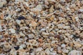 Sea sand texture made of shell and stone pieces. Royalty Free Stock Photo