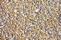 Sea sand texture with shell fragments Royalty Free Stock Photo