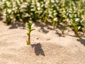 Sea sandwort, Hockenya peploides, growing in sand, Kwade Hoek nature reserve, Goeree, Zuid-Holland, Netherlands