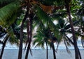 sea, sandy beach, coconut trees  A cool breeze blows during the holidays. Royalty Free Stock Photo