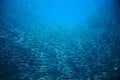 Sea sardine colony in ocean. Saltwater fish school undersea photo.