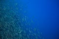 Sea sardine school in blue ocean. Seafish underwater photo. Pelagic fish colony carousel in seawater. Mackerel shoal