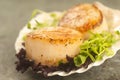 Sea Scallop with greens in a scallop shell Royalty Free Stock Photo