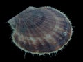 Sea scallop Patinopecten yessoensis Mizuhopecten yessoensis isolated on black background Royalty Free Stock Photo
