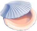 Sea scallop. Shell. Oyster. realistic Royalty Free Stock Photo