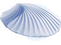 Sea scallop. Shell. Oyster. realistic Royalty Free Stock Photo