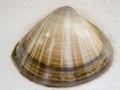 Sea scallop smooth shell close up top view Royalty Free Stock Photo