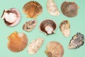 Sea scallops and oysters shells on green background. Ocean scallop and oyster background. Sea food background