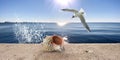 Sea scene seagull fly blue sky and water wave splash and seashell on stone parapet seascape natyure landscape