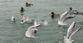 Sea seagull under snow, sits at sea,Seagulls and ducks, run from snow and some seagulls of snow are not afraid