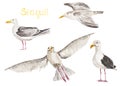 Sea seagulls watercolor set illustration