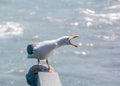 The sea without seagulls will not be full. Royalty Free Stock Photo