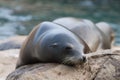 Sea seal Royalty Free Stock Photo