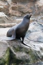 Sea seal Royalty Free Stock Photo