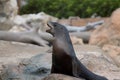 Sea seal Royalty Free Stock Photo