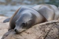 Sea seal Royalty Free Stock Photo