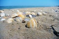 Sea and seashells. Beach and colorful seashells close-up on the beach coast Royalty Free Stock Photo