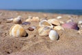 Sea and seashells. Beach and colorful seashells close-up on the beach coast Royalty Free Stock Photo