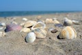 Sea and seashells. Beach and colorful seashells close-up on the beach coast Royalty Free Stock Photo