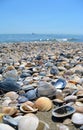 Sea and seashells. Beach and seashells close-up on the beach. Sea coast Royalty Free Stock Photo