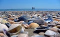 Sea and seashells. Beach and seashells close-up on the beach. Sea coast Royalty Free Stock Photo