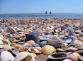 Sea and seashells. Beach and seashells close-up on the beach. Sea coast Royalty Free Stock Photo