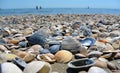 Sea and seashells. Beach and seashells close-up on the beach. Sea coast Royalty Free Stock Photo