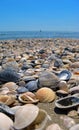Sea and seashells. Beach and seashells close-up on the beach. Sea coast Royalty Free Stock Photo