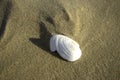 Sea shell