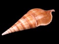 Sea Shell