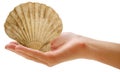 Sea shell Royalty Free Stock Photo
