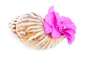 Sea shell