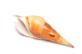 Sea shell