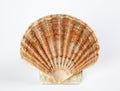 Sea shell