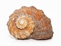 Sea shell Royalty Free Stock Photo