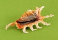 Sea shell Royalty Free Stock Photo