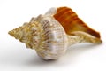 Sea Shell Royalty Free Stock Photo