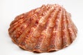 Sea Shell Royalty Free Stock Photo