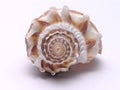 Sea Shell - 3 Royalty Free Stock Photo
