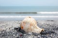 Sea shell