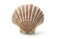 Sea Shell Royalty Free Stock Photo