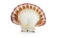 Sea Shell Royalty Free Stock Photo