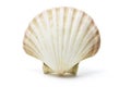 Sea Shell Royalty Free Stock Photo