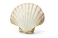 Sea Shell