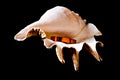 Sea shell Royalty Free Stock Photo
